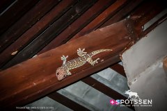 kohsamui_090306__-42