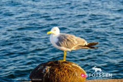 sardaigne_160718__-137