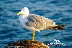 sardaigne_160718__-138