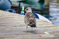 sardaigne_160718__-60
