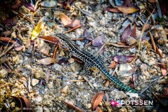 sardaigne_160718__-84
