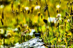 lacvaux_160903_-(63)