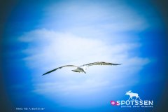 nice_170101__-27