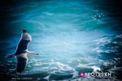 nice_170101__-29