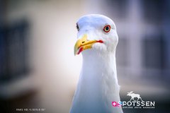 nice_170101__-73