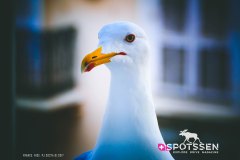nice_170101__-75