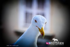 nice_170101__-76