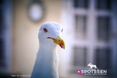 nice_170101__-77
