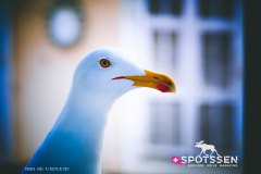 nice_170101__-78