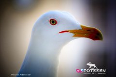 nice_170101__-79