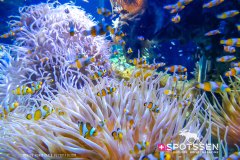 monaco_170101__-15