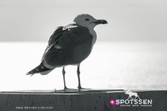 monaco_170101__-22