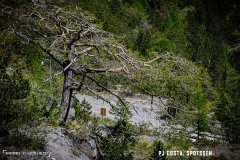 derbo_170528_-(121)
