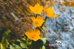 verticalemosson_170525__-70