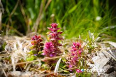 verticalemosson_170525__-71