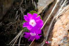 verticalemosson_170525__-72