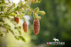 verticalemosson_170525__-73