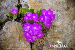verticalemosson_170525__-80