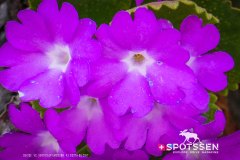verticalemosson_170525__-81