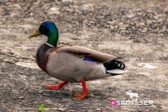 stresa_170520__-17