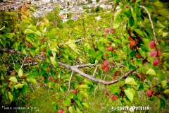 saxon_troup_170513_-(103)
