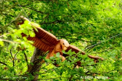 saxon_troup_170513_-(11)