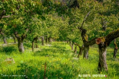 saxon_troup_170513_-(38)