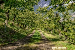 saxon_troup_170513_-(41)