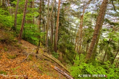 saxon_troup_170513_-(50)