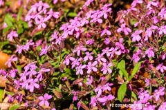 saxon_troup_170513_-(74)