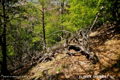 saxon_troup_170513_-(75)