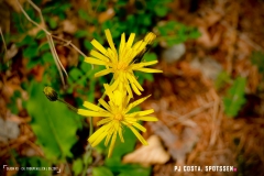saxon_troup_170513_-(93)