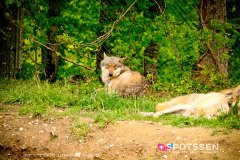 garenne_zoo_170514_-1