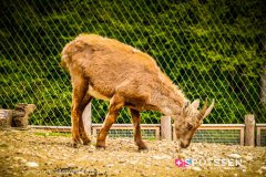 garenne_zoo_170514_-10