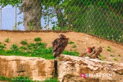 garenne_zoo_170514_-11