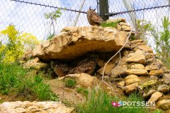 garenne_zoo_170514_-13