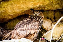 garenne_zoo_170514_-14