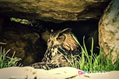 garenne_zoo_170514_-15