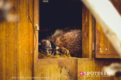 garenne_zoo_170514_-17