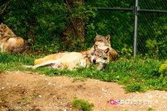 garenne_zoo_170514_-2