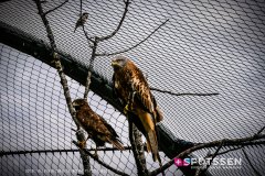 garenne_zoo_170514_-20