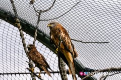 garenne_zoo_170514_-22