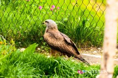 garenne_zoo_170514_-24