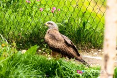 garenne_zoo_170514_-26