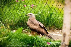 garenne_zoo_170514_-27