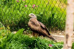 garenne_zoo_170514_-28
