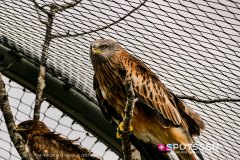 garenne_zoo_170514_-29