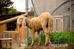 garenne_zoo_170514_-31