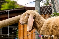 garenne_zoo_170514_-32