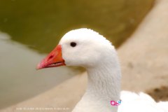 garenne_zoo_170514_-39
